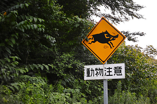 포토 JPG 주간 나무 야생동물 사람없음 야외 일본 표지판 숲 멧돼지 주의표지판 에히메 국내포토 자연요소 식물 동물 아시아 포유류 알림판 파일형식