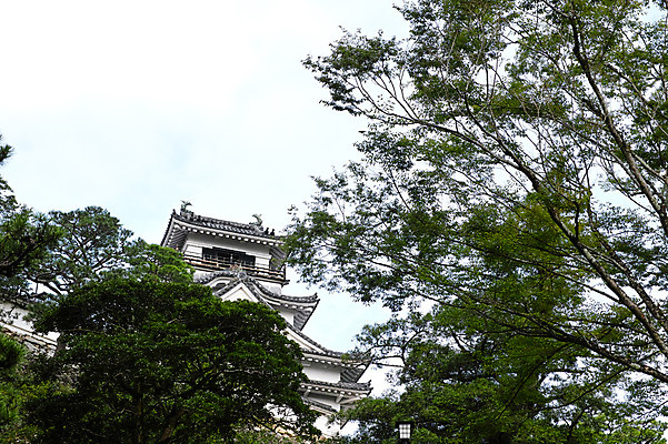 포토 JPG 주간 나무 풍경 사람없음 야외 일본 성 일본건축 고치현 국내포토 자연요소 식물 건축물 아시아 동양건축 파일형식
