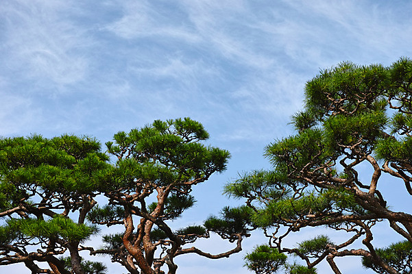 포토 JPG 주간 구름 자연 하늘 사람없음 야외 일본 소나무 고치현 국내포토 자연요소 나무 아시아 생태계 파일형식