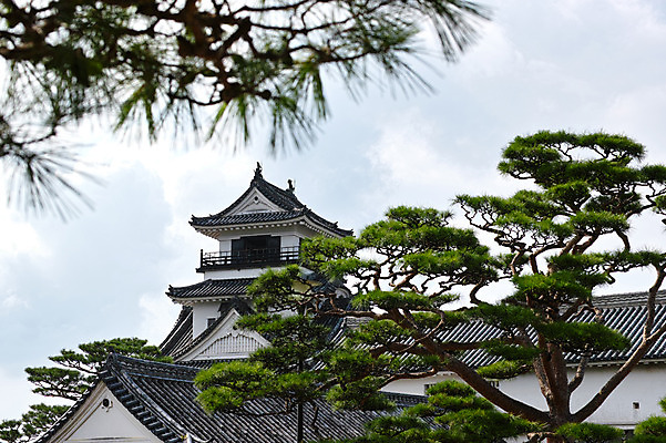 포토 JPG 주간 구름 하늘 풍경 사람없음 야외 일본 소나무 성 일본건축 고치현 국내포토 자연요소 나무 건축물 아시아 동양건축 파일형식