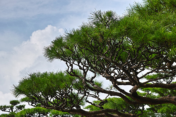 포토 JPG 주간 구름 자연 하늘 사람없음 야외 일본 소나무 고치현 국내포토 자연요소 나무 아시아 생태계 파일형식