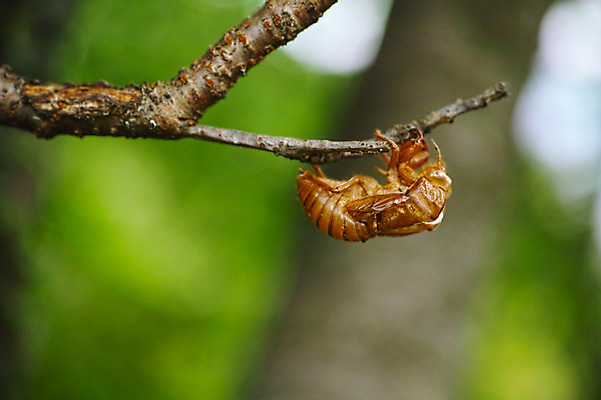 포토 JPG 주간 자연 사람없음 야외 아웃포커스 나뭇가지 애벌레 탈피 국내포토 자연요소 나무 촬영기법 벌레 생태계 파일형식