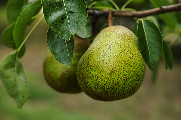 포토 JPG 주간 열매 과일 자연 나뭇잎 근접촬영 사람없음 야외 아웃포커스 나뭇가지 과일나무 나고야 국내포토 자연요소 나무 식물 뷰포인트 잎 촬영기법 일본 생태계 파일형식