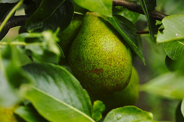 포토 JPG 주간 열매 과일 자연 나뭇잎 근접촬영 사람없음 야외 아웃포커스 과일나무 나고야 나가노 국내포토 자연요소 나무 식물 뷰포인트 잎 촬영기법 일본 생태계 파일형식