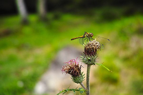 포토 JPG 주간 한마리 꽃 자연 사람없음 야외 아웃포커스 잠자리 나가노 국내포토 자연요소 식물 1 곤충 촬영기법 일본 생태계 파일형식