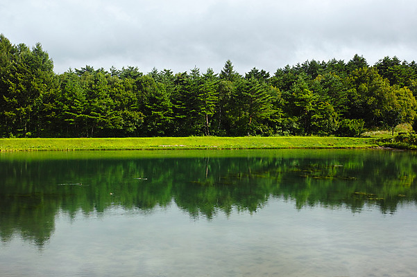 포토 JPG 주간 나무 구름 호수 자연 하늘 물그림자 풍경 사람없음 야외 일본 숲 나가노 국내포토 자연요소 식물 아시아 그림자 생태계 파일형식