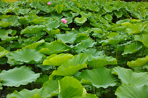 포토 JPG 주간 자연 연꽃 사람없음 야외 일본 연못 연잎 나가노 국내포토 자연요소 꽃 아시아 잎 생태계 파일형식