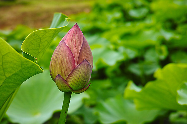 포토 JPG 주간 분홍색 한송이 자연 연꽃 사람없음 야외 아웃포커스 일본 연잎 나가노 국내포토 자연요소 1 꽃 아시아 컬러 잎 촬영기법 생태계 송이 파일형식