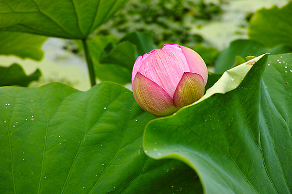 포토 JPG 주간 분홍색 한송이 자연 연꽃 사람없음 야외 아웃포커스 일본 연잎 나가노 국내포토 자연요소 1 꽃 아시아 컬러 잎 촬영기법 생태계 송이 파일형식