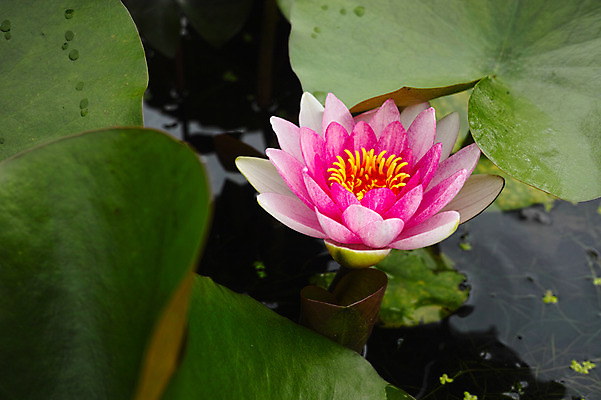 포토 JPG 주간 분홍색 한송이 자연 연꽃 사람없음 야외 아웃포커스 일본 연못 연잎 나가노 국내포토 자연요소 1 꽃 아시아 컬러 잎 촬영기법 생태계 송이 파일형식