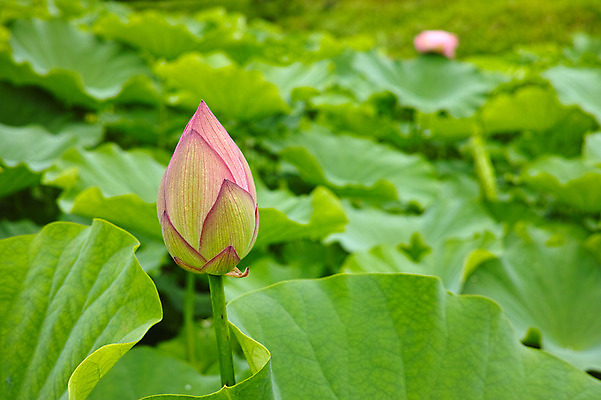 포토 JPG 주간 자연 연꽃 사람없음 야외 아웃포커스 일본 연잎 나가노 국내포토 자연요소 꽃 아시아 잎 촬영기법 생태계 파일형식