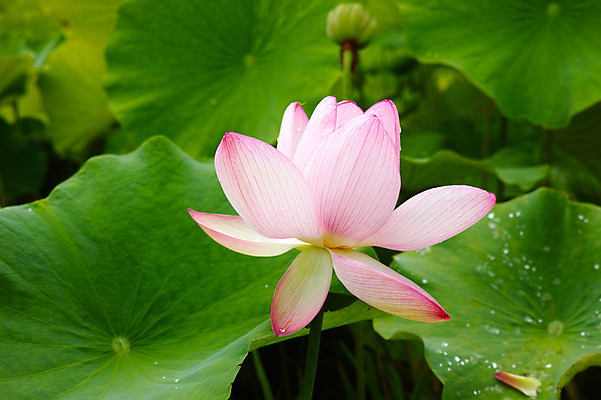 포토 JPG 주간 분홍색 한송이 자연 연꽃 사람없음 야외 아웃포커스 일본 연잎 나가노 국내포토 자연요소 1 꽃 아시아 컬러 잎 촬영기법 생태계 송이 파일형식
