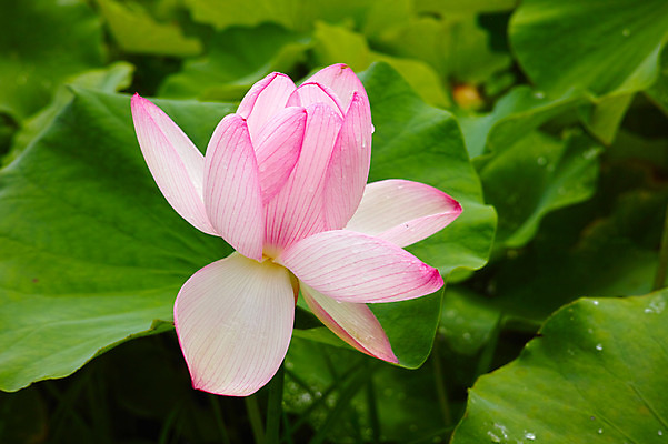포토 JPG 주간 분홍색 한송이 자연 연꽃 사람없음 야외 아웃포커스 일본 연잎 나가노 국내포토 자연요소 1 꽃 아시아 컬러 잎 촬영기법 생태계 송이 파일형식