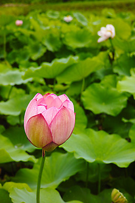 포토 JPG 주간 자연 연꽃 사람없음 야외 아웃포커스 일본 연잎 나가노 국내포토 자연요소 꽃 아시아 잎 촬영기법 생태계 파일형식