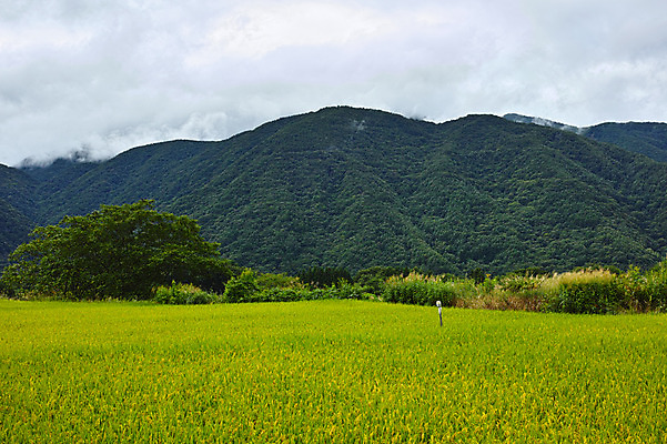 포토 JPG 주간 구름 자연 하늘 산 논 풍경 사람없음 야외 농경지 일본 허수아비 나가노 국내포토 자연요소 아시아 농업 농장 생태계 파일형식