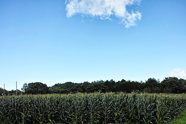포토 JPG 주간 나무 구름 자연 하늘 옥수수 풍경 사람없음 야외 일본 옥수수밭 나가노 국내포토 자연요소 식물 아시아 밭 곡류 생태계 파일형식