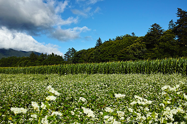 포토 JPG 주간 나무 구름 꽃밭 자연 하늘 풍경 사람없음 야외 일본 나가노 국내포토 자연요소 식물 꽃 아시아 생태계 파일형식