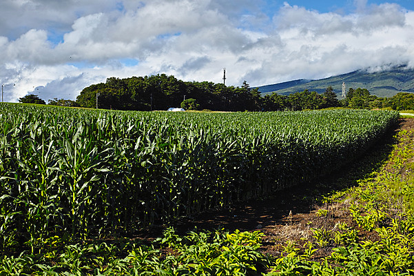포토 JPG 주간 구름 자연 하늘 산 옥수수 풍경 사람없음 야외 일본 맑음 옥수수밭 나가노 국내포토 자연요소 아시아 밭 날씨 곡류 생태계 파일형식