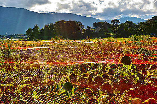 포토 JPG 주간 나무 구름 꽃밭 자연 하늘 해바라기 산 풍경 사람없음 야외 햇빛 일본 그물 나가노 국내포토 자연요소 식물 꽃 아시아 태양 생태계 파일형식