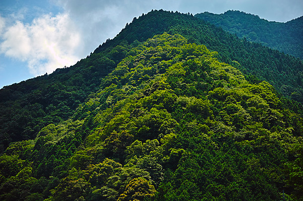 포토 JPG 주간 나무 구름 자연 하늘 산 풍경 사람없음 야외 일본 도쿠시마 국내포토 자연요소 식물 아시아 생태계 파일형식