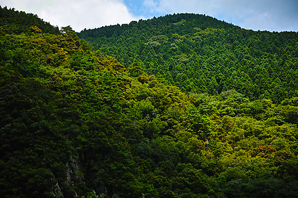 포토 JPG 주간 나무 구름 자연 하늘 산 풍경 사람없음 야외 일본 도쿠시마 국내포토 자연요소 식물 아시아 생태계 파일형식