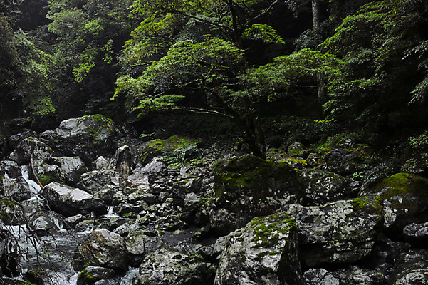 포토 JPG 주간 나무 자연 풍경 사람없음 야외 계곡 일본 바위 숲 도쿠시마 국내포토 자연요소 식물 아시아 돌_바위 생태계 파일형식