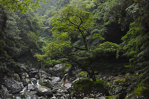 포토 JPG 주간 나무 자연 풍경 사람없음 야외 계곡 일본 바위 숲 도쿠시마 국내포토 자연요소 식물 아시아 돌_바위 생태계 파일형식