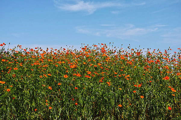 포토 JPG 주간 구름 여러송이 꽃밭 자연 하늘 풍경 사람없음 야외 일본 도쿠시마 국내포토 자연요소 꽃 아시아 다수 생태계 파일형식