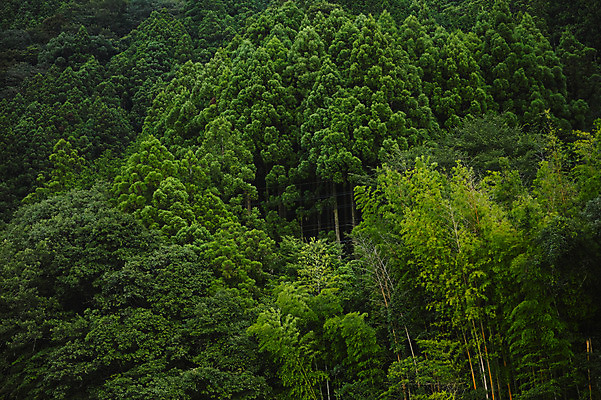 포토 JPG 주간 나무 자연 풍경 사람없음 야외 일본 숲 도쿠시마 국내포토 자연요소 식물 아시아 생태계 파일형식