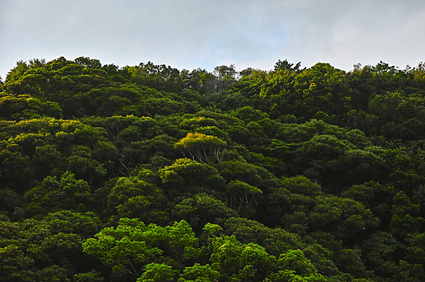 포토 JPG 주간 나무 구름 자연 하늘 풍경 사람없음 야외 일본 숲 도쿠시마 국내포토 자연요소 식물 아시아 생태계 파일형식