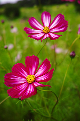 포토 JPG 주간 자연 사람없음 야외 아웃포커스 일본 가을 두송이 코스모스 야마나시 국내포토 자연요소 계절 꽃 아시아 2 촬영기법 생태계 파일형식