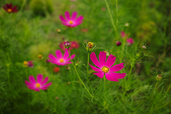 포토 JPG 주간 여러송이 자연 사람없음 야외 아웃포커스 일본 가을 코스모스 야마나시 국내포토 자연요소 계절 꽃 아시아 다수 촬영기법 생태계 파일형식