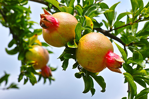 포토 JPG 주간 나무 열매 과일 자연 나뭇잎 사람없음 야외 아웃포커스 나뭇가지 석류 석류나무 국내포토 자연요소 식물 잎 촬영기법 생태계 파일형식