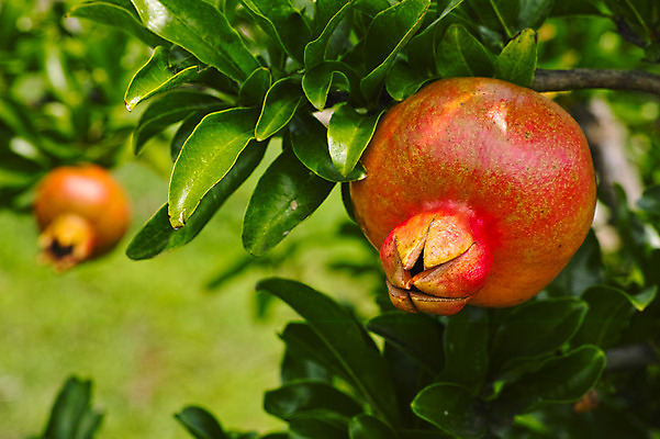 포토 JPG 주간 나무 열매 자연 나뭇잎 사람없음 야외 아웃포커스 석류 석류나무 국내포토 자연요소 식물 잎 과일 촬영기법 생태계 파일형식