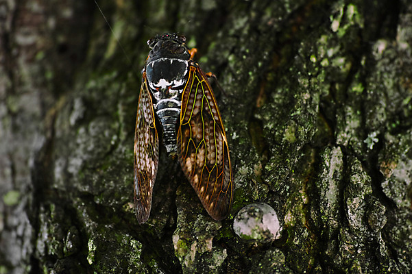 포토 JPG 주간 나무 한마리 자연 근접촬영 사람없음 야외 아웃포커스 일본 매미 야마나시 국내포토 자연요소 식물 1 아시아 뷰포인트 곤충 촬영기법 생태계 파일형식