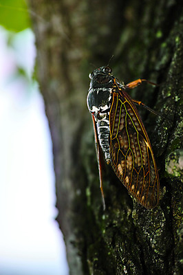 포토 JPG 주간 나무 한마리 자연 근접촬영 사람없음 야외 아웃포커스 일본 매미 야마나시 국내포토 자연요소 식물 1 아시아 뷰포인트 곤충 촬영기법 생태계 파일형식