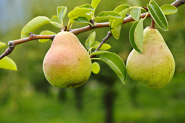 포토 JPG 주간 열매 과일 자연 나뭇잎 사람없음 야외 아웃포커스 나뭇가지 과일나무 야마나시 국내포토 자연요소 나무 식물 잎 촬영기법 일본 생태계 파일형식