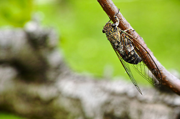 포토 JPG 주간 한마리 자연 근접촬영 사람없음 야외 아웃포커스 일본 나뭇가지 매미 야마나시 국내포토 자연요소 나무 1 아시아 뷰포인트 곤충 촬영기법 생태계 파일형식