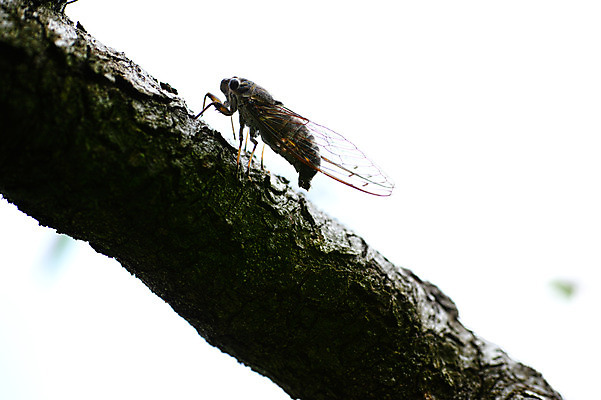 포토 JPG 주간 한마리 자연 근접촬영 사람없음 야외 일본 나뭇가지 매미 야마나시 국내포토 자연요소 나무 1 아시아 뷰포인트 곤충 생태계 파일형식