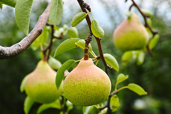 포토 JPG 주간 열매 과일 자연 나뭇잎 사람없음 야외 아웃포커스 나뭇가지 과일나무 야마나시 국내포토 자연요소 나무 식물 잎 촬영기법 일본 생태계 파일형식