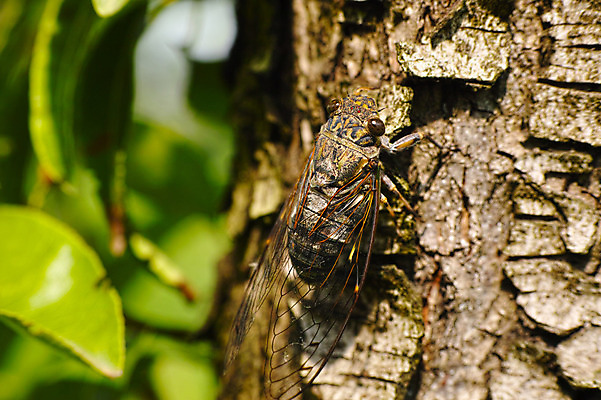 포토 JPG 주간 나무 한마리 자연 나뭇잎 근접촬영 사람없음 야외 아웃포커스 일본 매미 야마나시 국내포토 자연요소 식물 1 아시아 뷰포인트 곤충 잎 촬영기법 생태계 파일형식