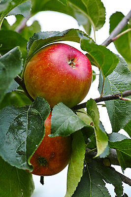 포토 JPG 주간 열매 과일 자연 나뭇잎 근접촬영 사람없음 야외 아웃포커스 나뭇가지 사과 과일나무 국내포토 자연요소 나무 식물 뷰포인트 잎 촬영기법 생태계 파일형식