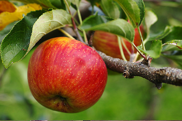 포토 JPG 주간 열매 과일 자연 나뭇잎 근접촬영 사람없음 야외 아웃포커스 나뭇가지 사과 과일나무 국내포토 자연요소 나무 식물 뷰포인트 잎 촬영기법 생태계 파일형식