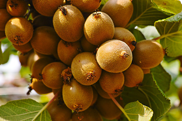 포토 JPG 주간 열매 과일 자연 나뭇잎 키위 근접촬영 사람없음 야외 아웃포커스 과일나무 국내포토 자연요소 나무 식물 뷰포인트 잎 촬영기법 생태계 파일형식