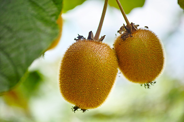 포토 JPG 주간 열매 과일 자연 키위 근접촬영 사람없음 야외 아웃포커스 과일나무 국내포토 자연요소 나무 식물 뷰포인트 촬영기법 생태계 파일형식