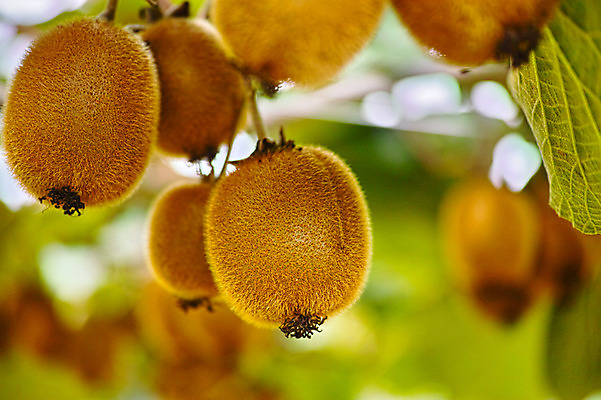 포토 JPG 주간 열매 과일 자연 키위 근접촬영 사람없음 야외 아웃포커스 과일나무 국내포토 자연요소 나무 식물 뷰포인트 촬영기법 생태계 파일형식