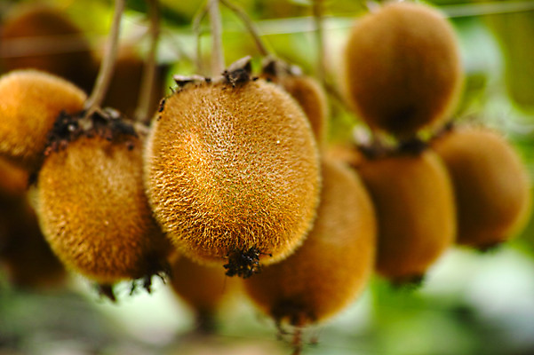 포토 JPG 주간 열매 과일 자연 키위 근접촬영 사람없음 야외 아웃포커스 과일나무 국내포토 자연요소 나무 식물 뷰포인트 촬영기법 생태계 파일형식