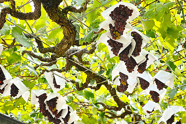 포토 JPG 주간 열매 과일 포장 자연 포도 사람없음 야외 아웃포커스 농작물 과일나무 포도나무 제철 제철과일 국내포토 자연요소 나무 식물 농업 촬영기법 생태계 파일형식