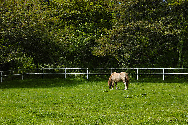 포토 JPG 주간 나무 한마리 초원 사람없음 야외 울타리 일본 가축 목장 축산업 조랑말 야마나시 국내포토 자연요소 식물 동물 1 산업 아시아 담장 말_동물 파일형식