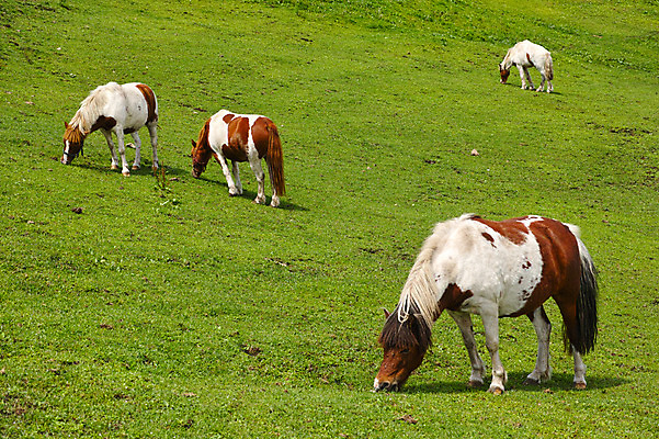 포토 JPG 주간 여러마리 초원 사람없음 야외 일본 가축 목장 축산업 조랑말 야마나시 국내포토 자연요소 동물 산업 아시아 다수 말_동물 파일형식